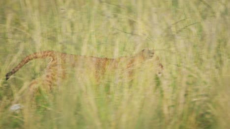 slow motion shot of newborn lion cub walking, padding through tall grass, african wildlife in maasai mara national reserve, kenya, africa safari animals in masai mara north conservancy