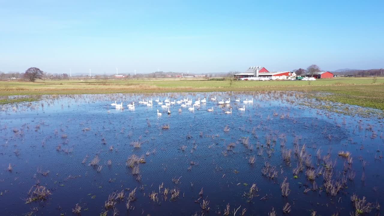 침수된 들판의 물에 있는 백조 무리