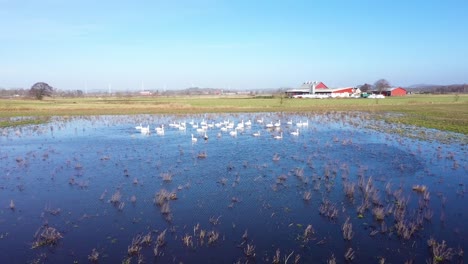 Flock-of-swans-in-water-on-flooded-field