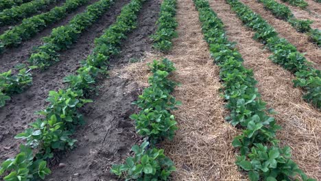 barro y tallos entre flor de fresa en cámara lenta