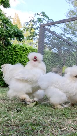 pollos sedosos comiendo juntos en un área cercada