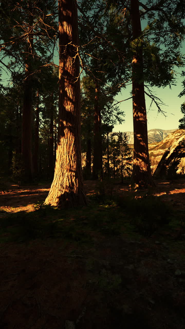 세코이아 국립 공원 의 거대 세코이아 의 규모