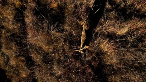 reedbuck antelope stands gracefully, enjoying the warm suns rays on a cold winter morning, in the african savannah sunrise