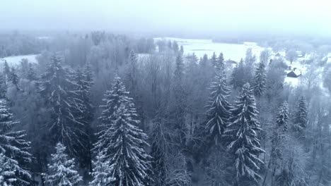 aerial drone forward moving shot over a path on the outskirts of a coniferous forest covered with white snow on a cold foggy day