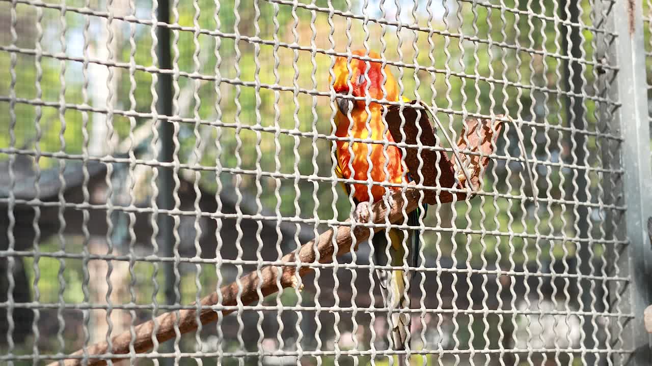 conura del sol en una jaula en el mercado