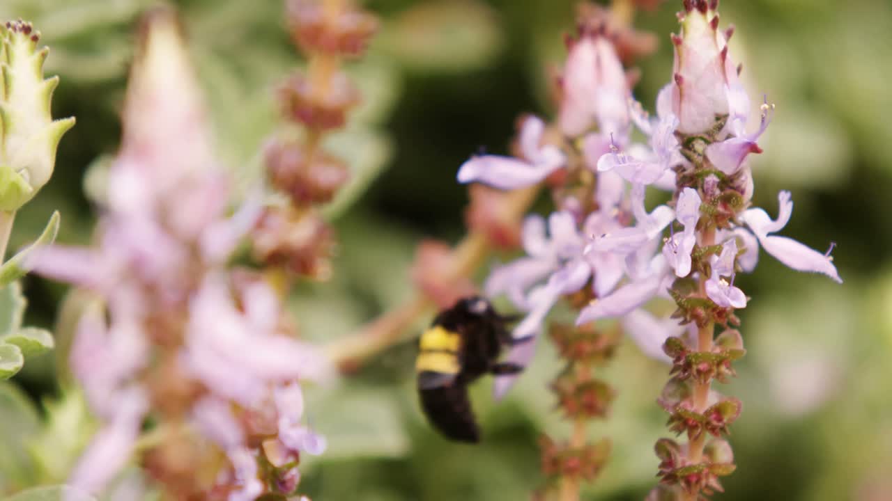 abeja coleccionando néctar de una flor