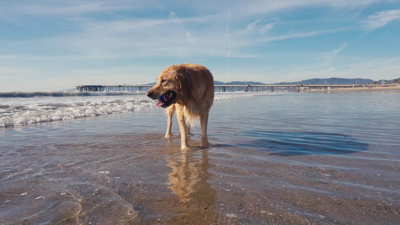 golden retriever perro en la playa de arena por las olas del océano en un día soleado, cámara lenta