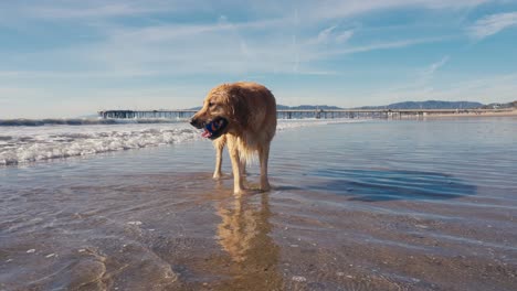 Perro-Golden-Retriever-En-La-Playa-De-Arena-Junto-A-Las-Olas-Del-Océano-En-Un-Día-Soleado,-Cámara-Lenta