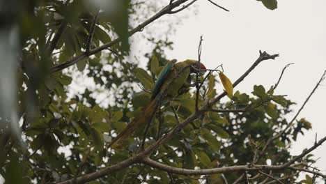 Gran-Guacamayo-Verde-Posado-En-La-Rama-De-Un-árbol-Durante-El-Día-En-Un-Santuario-En-Punta-Uva,-Costa-Rica---Tiro-De-ángulo-Bajo