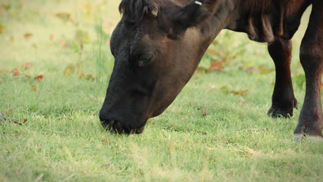 Close-up-Of-Black-Cow-Grazing-In-Field-During-Sunny-Day