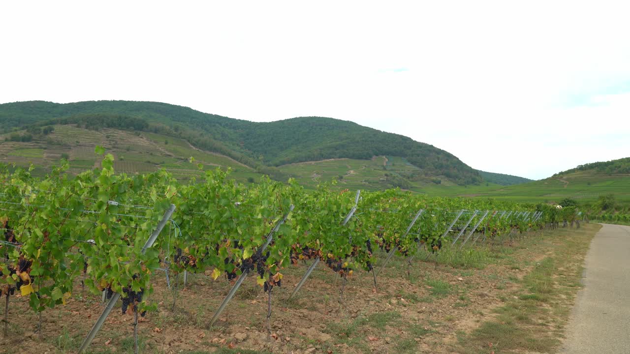 viñedos cerca de la aldea de kayserberg en colmar