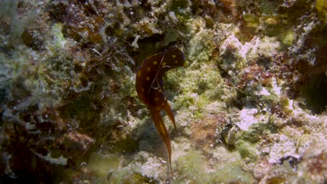 Headshield-Schnecke,-Die-Chemische-Warteschlangen-In-Der-Wasserströmung-Spürt,-Um-Einen-Partner-Zu-Finden