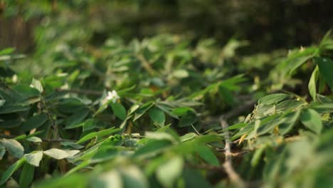 Slow-motion-footage-of-a-bush-with-small-white-flowers-weaving-by-wind-during-sunset