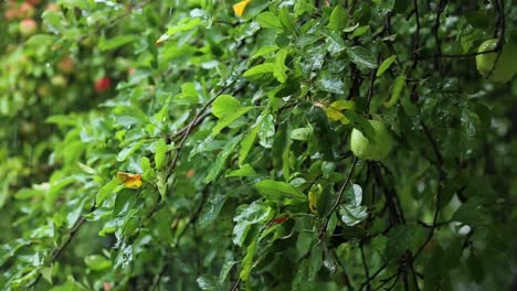 Gotas-De-Agua-Gotean-Sobre-Manzanas-Maduras-En-Una-Rama-De-árbol-Bajo-La-Lluvia