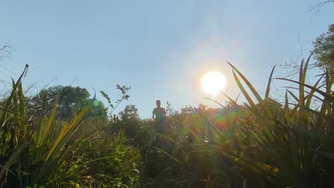 traveler man walking through jungle vegetation field, explorer, adventure, bright sun