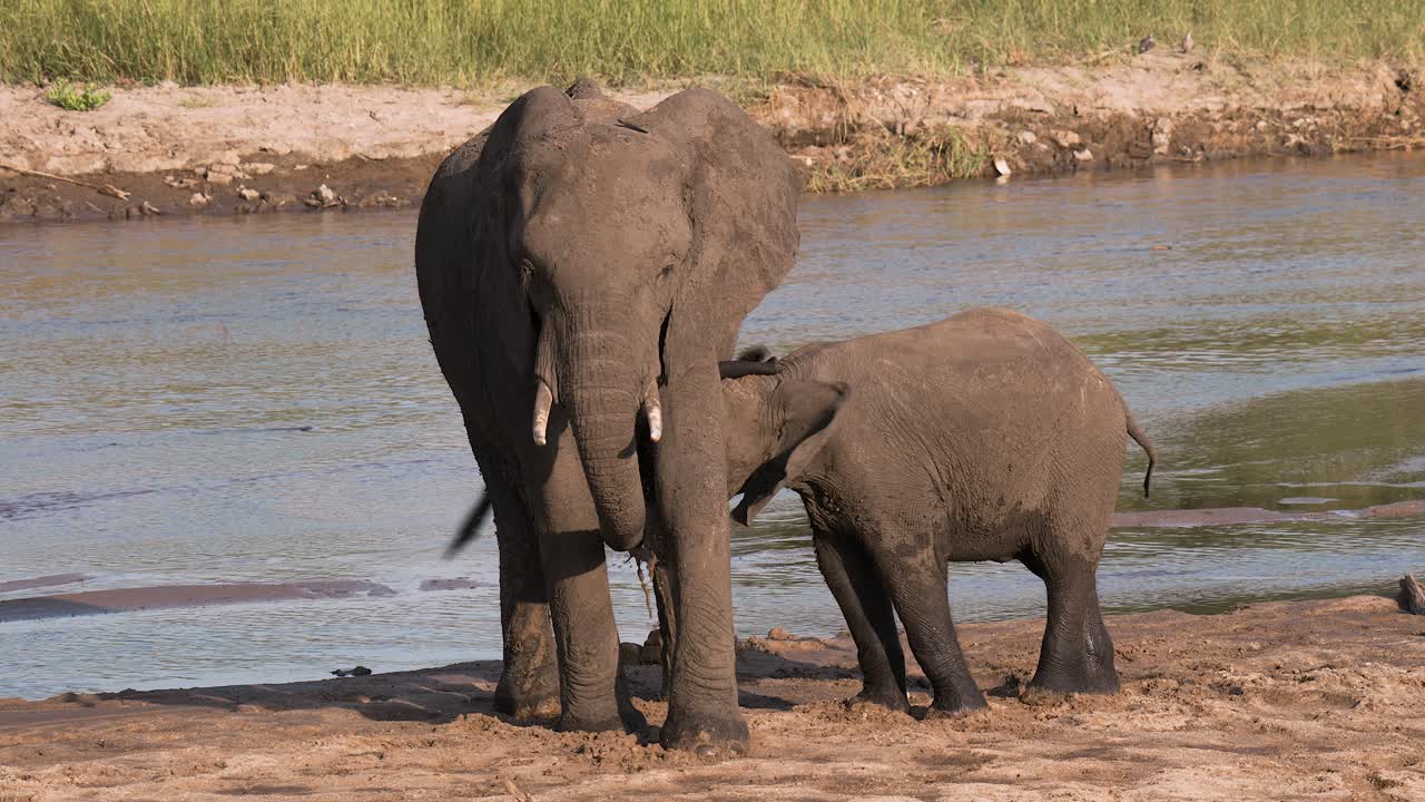 bebé elefante bebiendo leche materna, junto a un río en el parque nacional de tarangire, tanzania