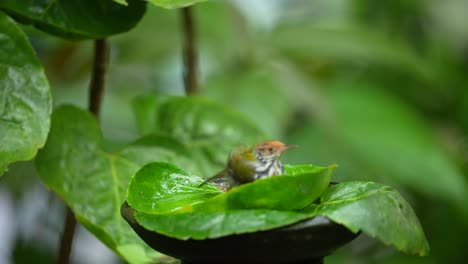 El-Sastre-De-Espalda-Oliva-Se-Baña-En-Una-Hoja-De-Cuenco-Verde