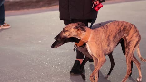 dos galgos caminando con su dueño en melbourne