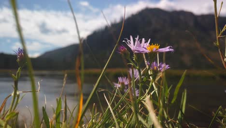 Lila-Wildblumen-Wehen-Im-Wind