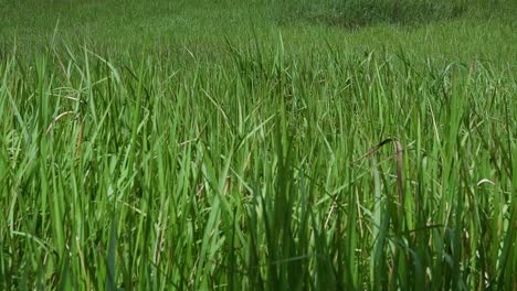 A-perennial-grass-native-to-tropical-and-subtropical-Asia-and-also-introduced-to-several-countries