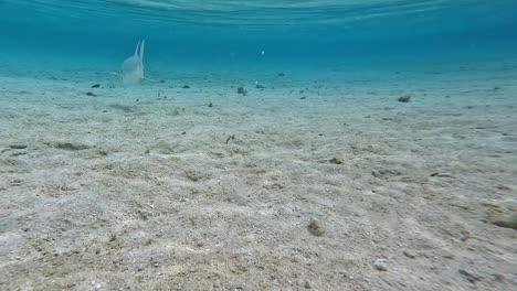 Trevally-fish-almost-hooked-again-after-release-by-fly-fisherman-underwater-shot