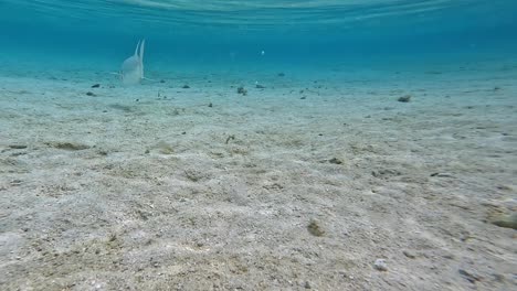 pescado trevally casi enganchado de nuevo después de la liberación por pescador con mosca tiro bajo el agua