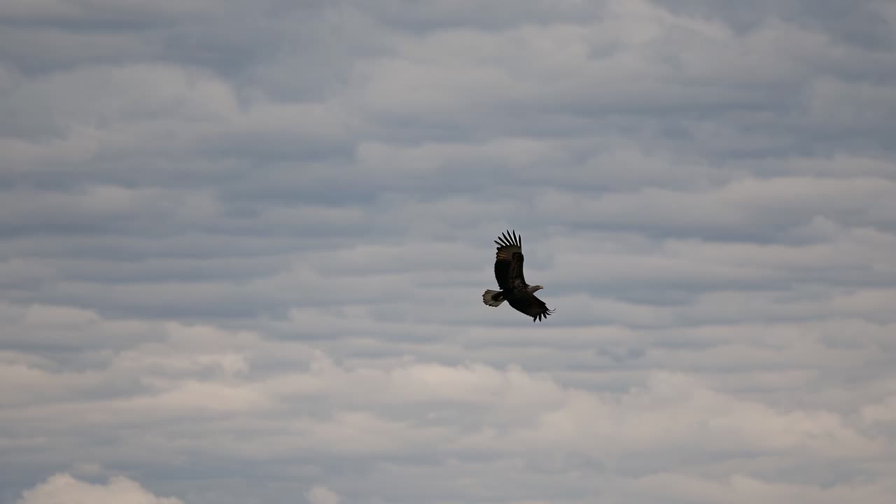 Video aereo di un uccello che vola contro un cielo nuvoloso, ripreso da una prospettiva dal basso.