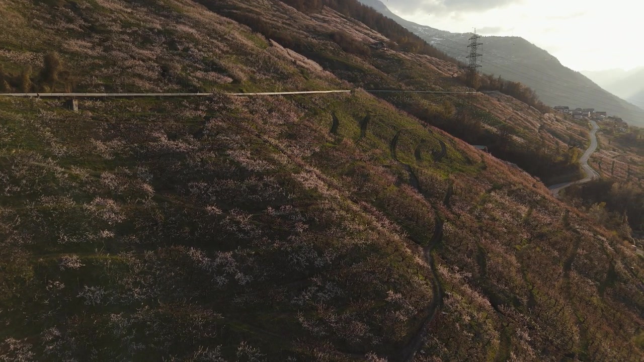 Blossoming apricot orchards cover a terraced hillside above Sion, Switzerland, a track winding between the rows and the hazy Rhone Valley opening out below. Aerial drone wide shot