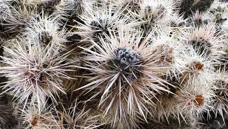 cerrar vista macro de un cylindropuntia echinocarpa en el desierto espectacular