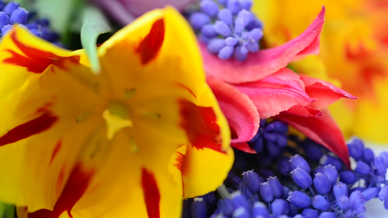 Hermosos tulipanes en primavera. Flores en primavera.