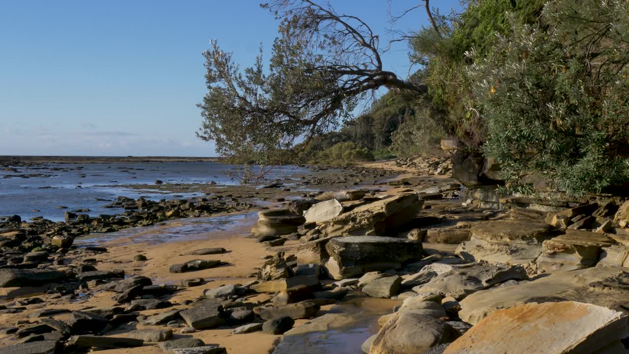 Slow motion landscape of a hanging tree branch with rocky boulder formations at an ocean lagoon channel inlet along the bushland headland coastline of Bateau Bay Central Coast Australia nature travel