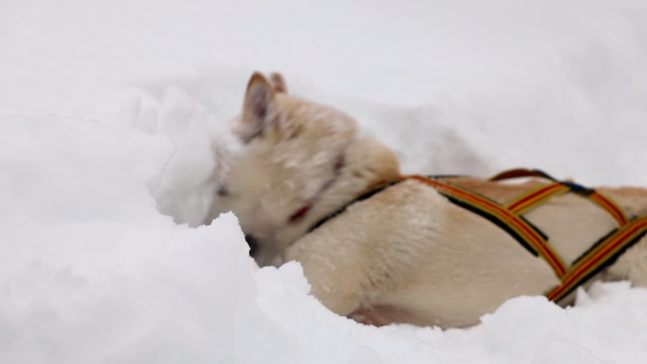 un perro de trineo en un arnés jugando alegremente en la nieve