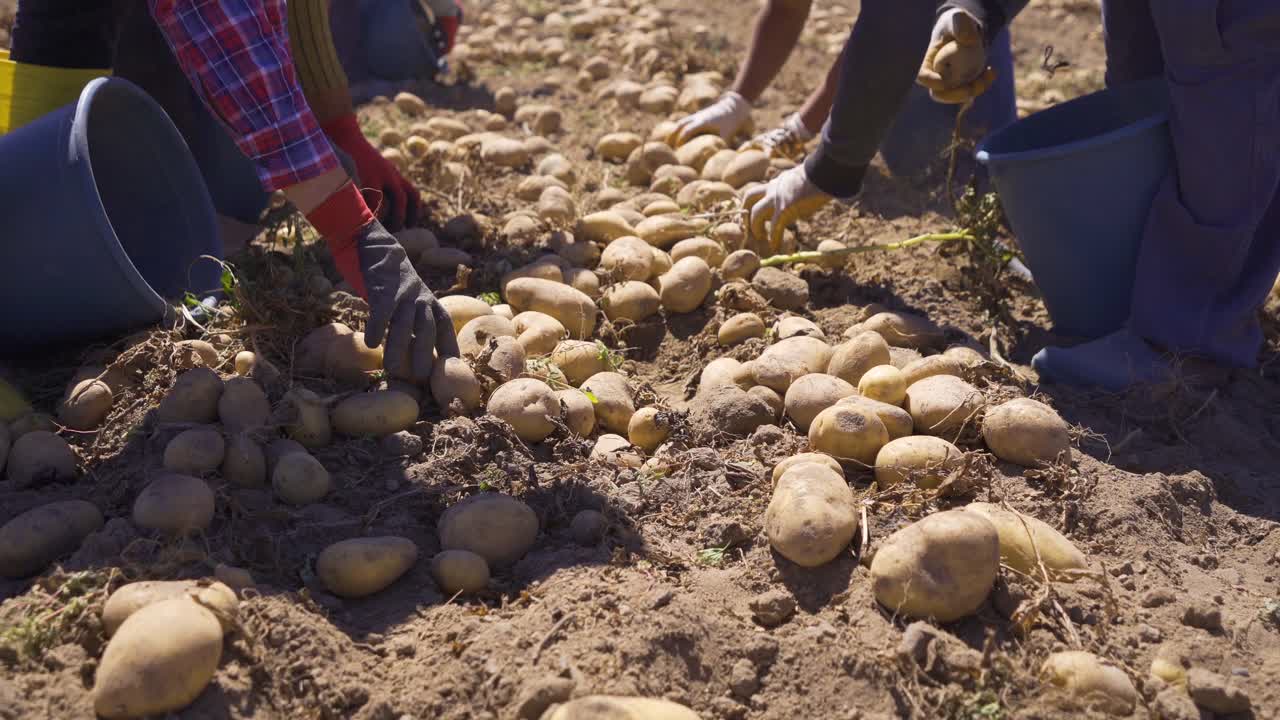 múltiples manos de trabajadores recogiendo patatas en el campo de patatas.