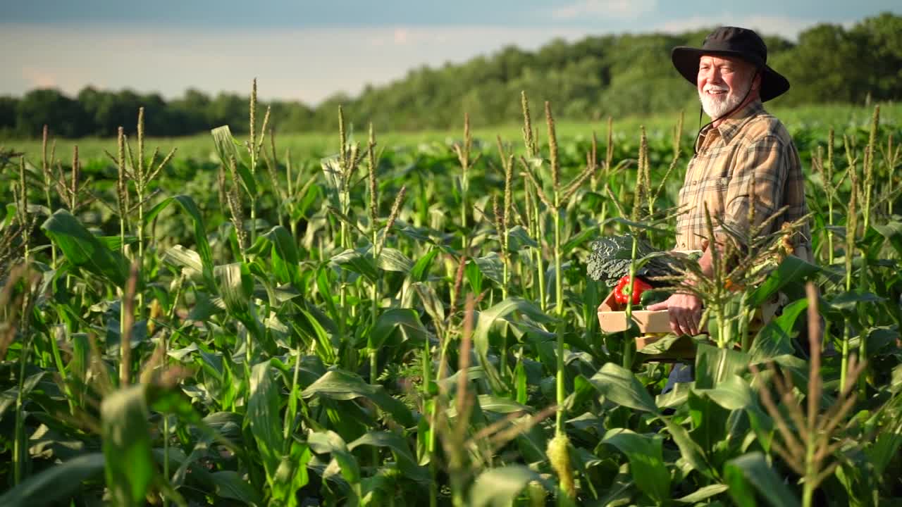 cámara lenta del granjero que lleva una cesta de verduras recién cortadas a través del campo de maíz al atardecer mirando al sol