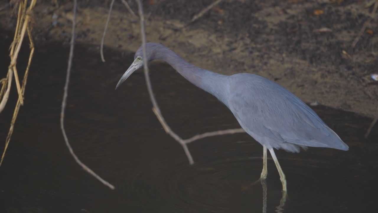 Little Blue Heron stalking fish slowly in shallow water