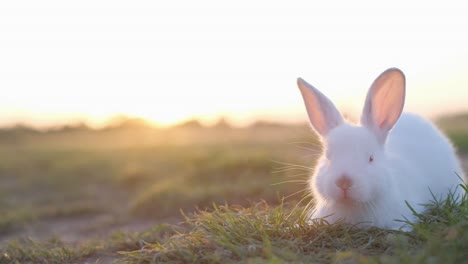 a beautiful white bunny on the background of the sunset looks into the camera. strongly blurred background