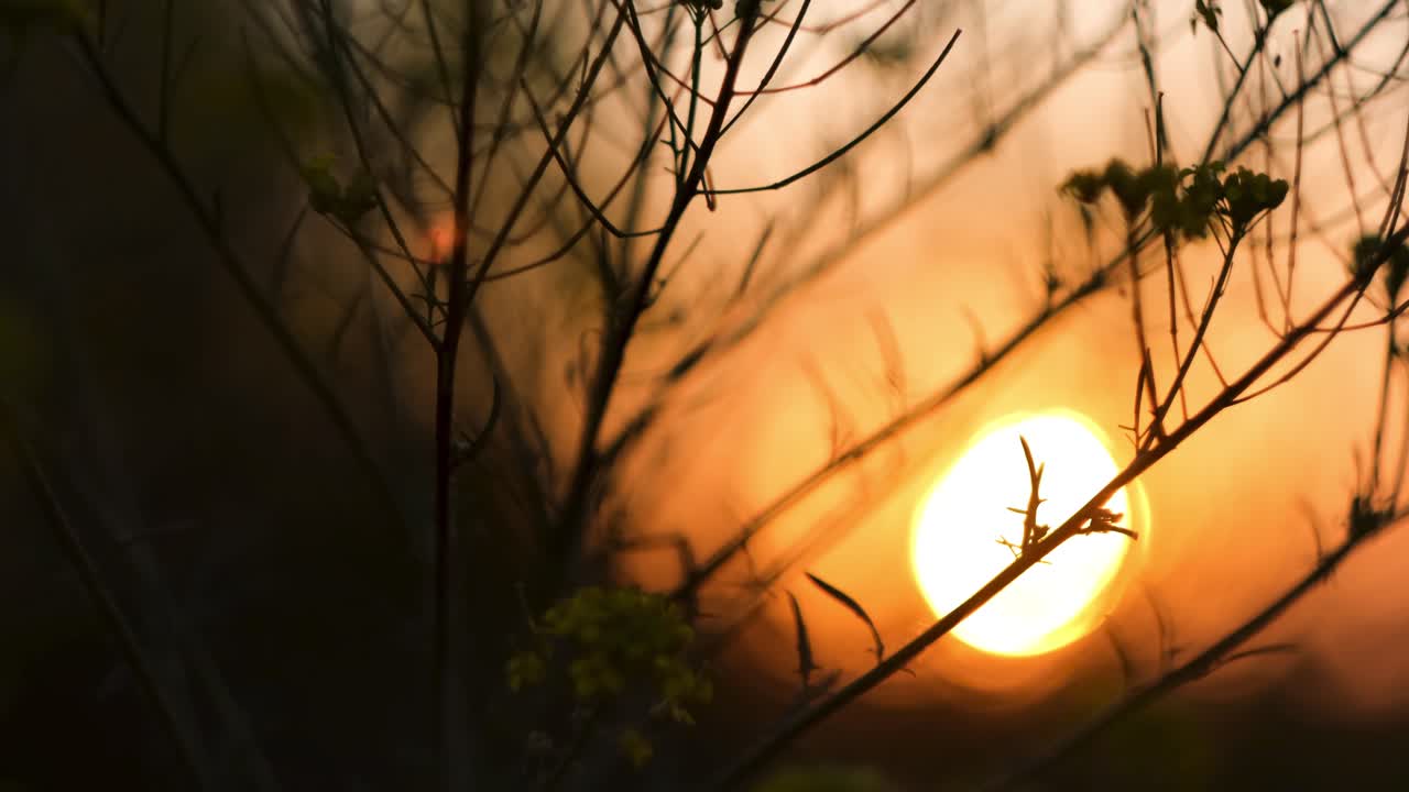 나가지 속에서 해가 지는 것