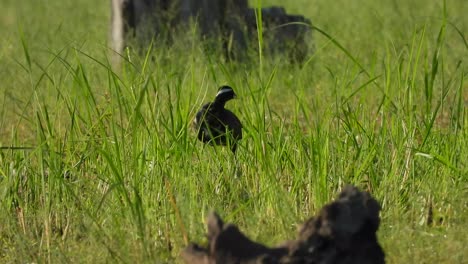 White-breasted-waterhen--finding-food--pond-