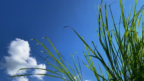 Hohe-Grashalme-Und-Blauer-Himmel-Mit-Flauschigen-Wolken-Am-Tag-Mit-Leichter-Brise