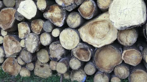 pila de leña cortada. troncos de árboles recién cortados apilados uno encima del otro en una pila. industria maderera.