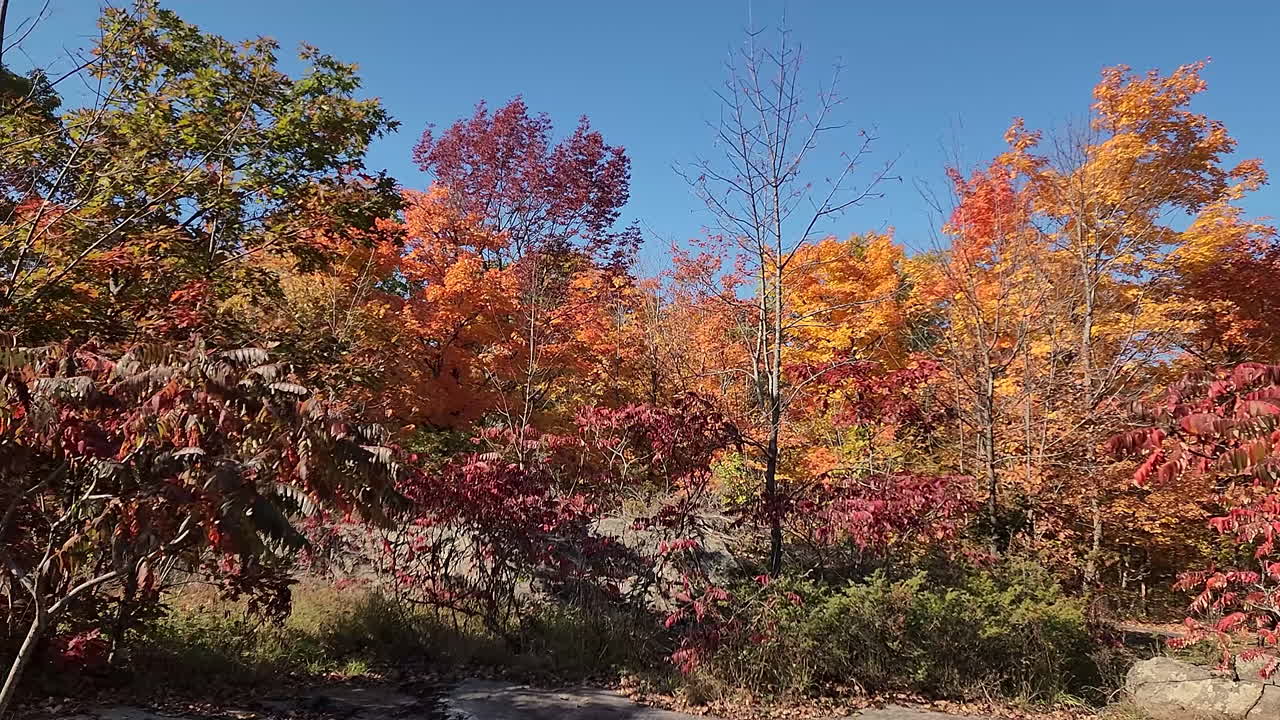 차분하고 편안한 자연과 행복한 야외 환경을 위해 가을 단풍과 나무로 둘러싸인 피크닉 벤치가 있는 정원 센터