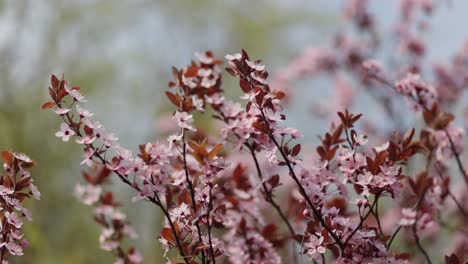 las flores de cerezo rosas en primavera