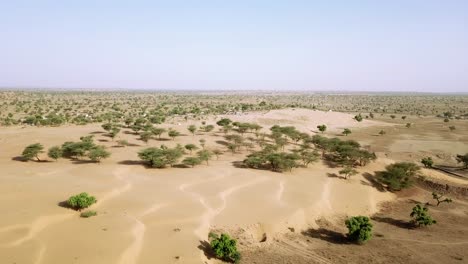 scenic landscape with green trees on the sand dune in thar desert, jaisalmer, india - aerial drone