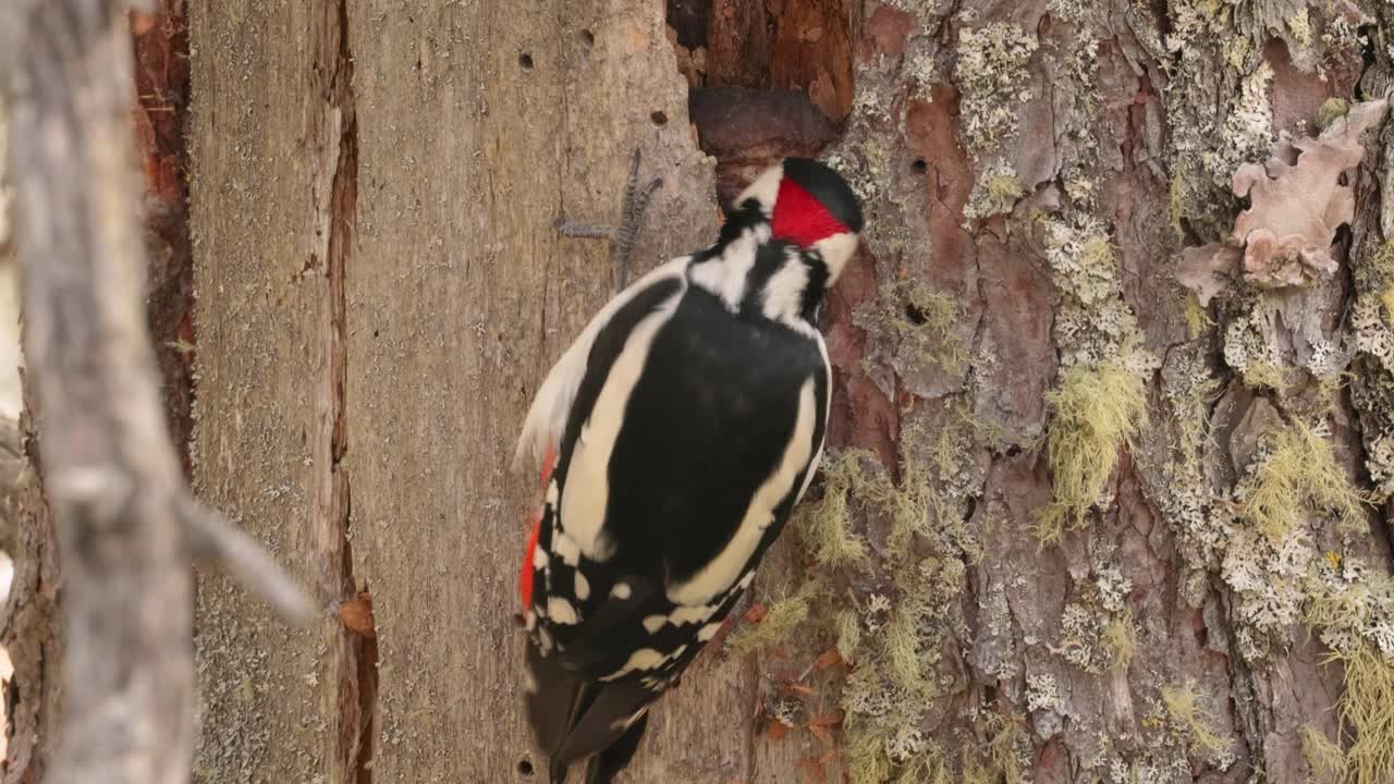 gran pájaro carpintero manchado en un árbol en busca de comida. gran carpintero manchado (dendrocopos major) es un carpintero de tamaño mediano con plumaje negro y blanco y una mancha roja en la parte inferior del vientre