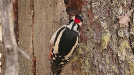 Buntspechtvogel-Auf-Einem-Baum-Auf-Der-Suche-Nach-Nahrung.-Der-Buntspecht-(Dendrocopos-Major)-Ist-Ein-Mittelgroßer-Specht-Mit-Schwarz-weiß-Geschecktem-Gefieder-Und-Einem-Roten-Fleck-Am-Unterleib