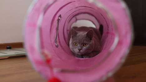 Adulto,-Macho,-Gato-Británico-De-Pelo-Corto-Divirtiéndose-En-Un-Juguete-De-Túnel-De-Gato-Rosa