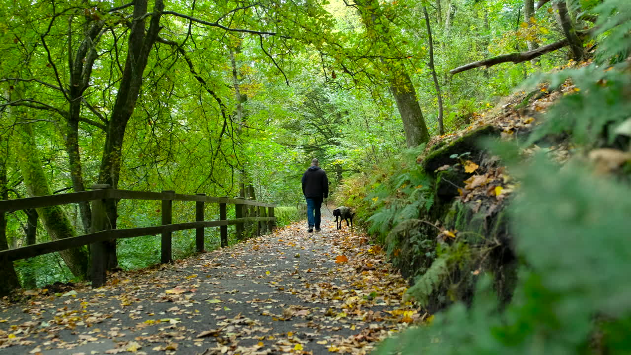 A man walks his black lurcher dog wearing a green jacket and lead through a leafy autumn forest with golden fall colours