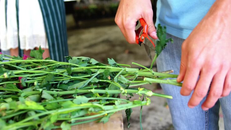 Mid section of florist cutting stem
