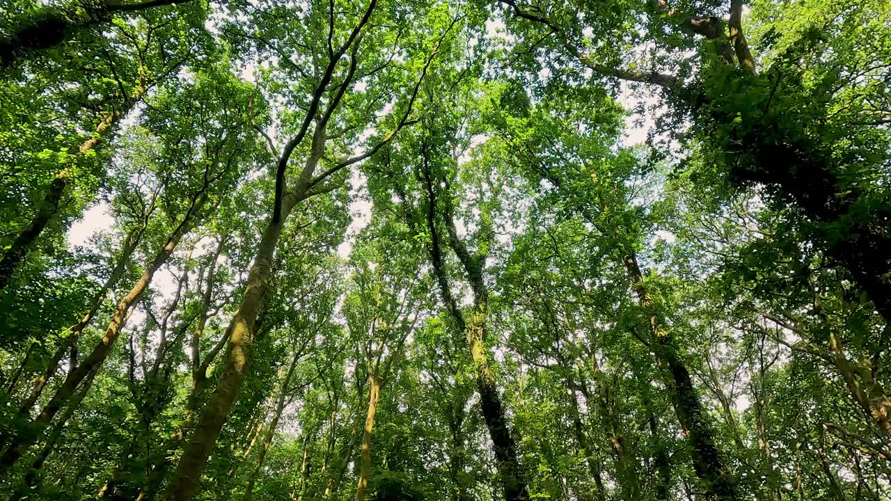 caminando por un camino de bosque verde y exuberante.