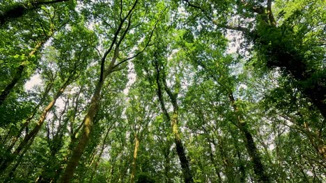 walking through lush green forest trail